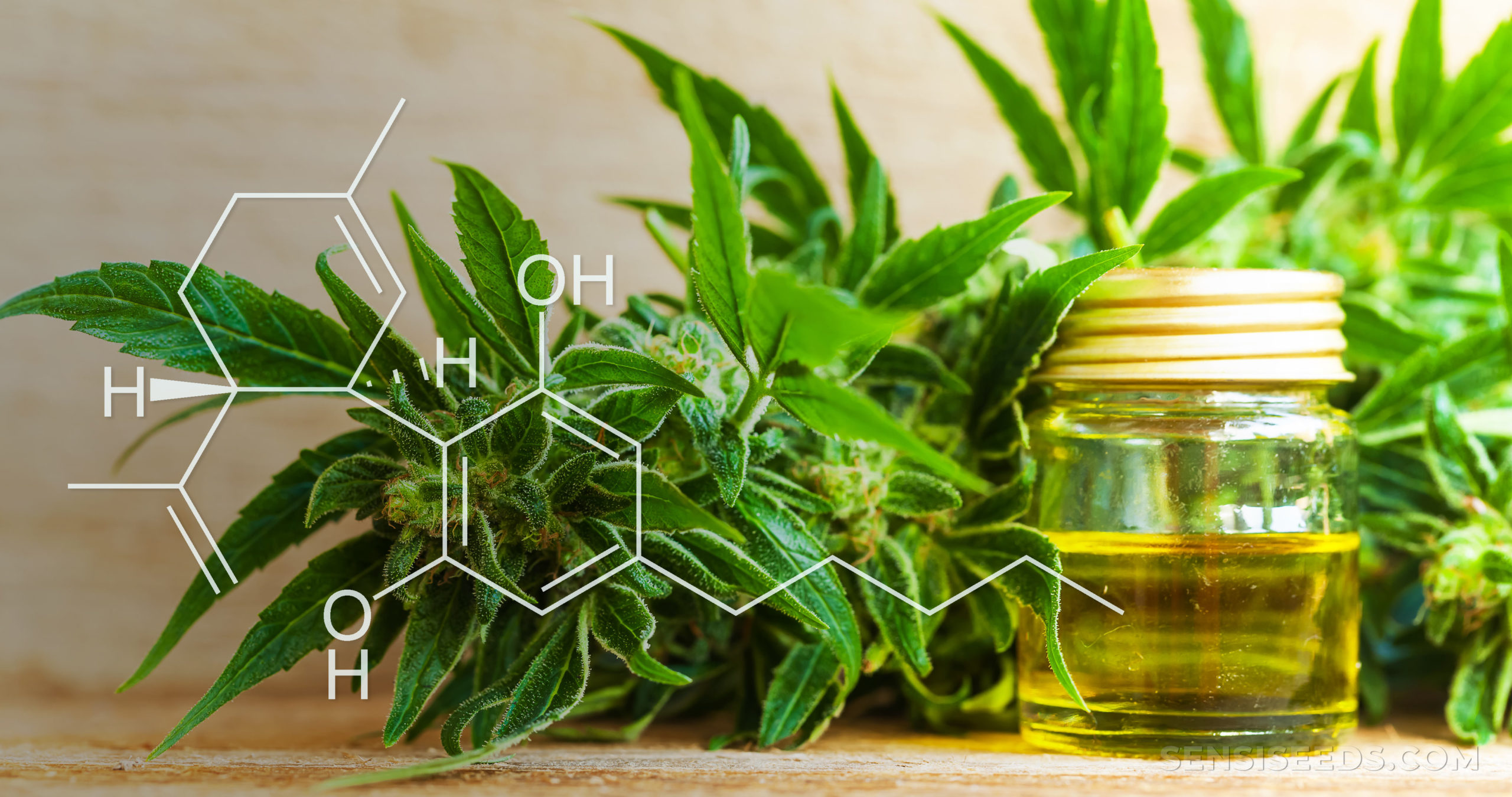 cannabidiol and cbd oil scaled